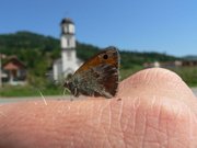 Highlight for Album: Bosnia