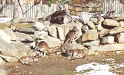 Kangaroos playing in the snow at Calgary zoo.