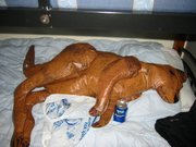 Desmond was in his element on Australia Day and had one too many Kokanees.