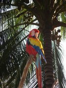 These huge parrots (maybe toucans) had spectacular colours