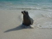Sea Lion