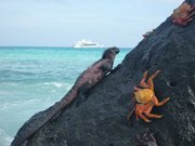 Marine Iguana and colourful crabs