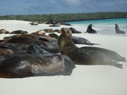 They just laze around on the beach all day!