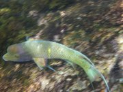 Parrot Fish