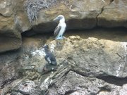 Boobie and Penguin