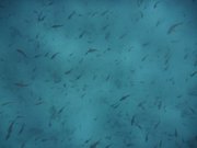So many fish!