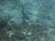 White tipped reef shark