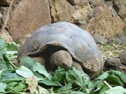 Tortoise