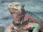 Highlight for Album: Galapagos Islands