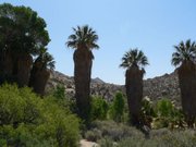 Hiked to a desert Oasis