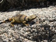 Our lizard friend