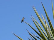 A humming bird