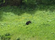 Saw a black bear from the chair lift!