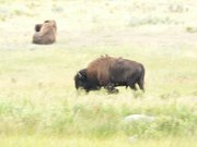 Bison