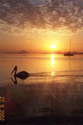 Pelican Sunrise. Dad's Photo.