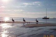 Pelicans. Dad's Photo.
