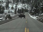 Heaps of bison everywhere